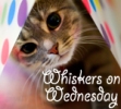 Whiskers on Wednesday